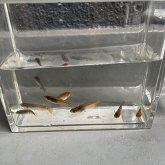 メダカ幼魚・稚魚他10匹程度の画像