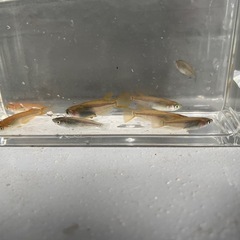メダカ幼魚・稚魚他10匹程度の画像