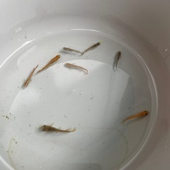 メダカ幼魚・稚魚他10匹程度の画像
