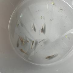 メダカ幼魚・稚魚他10匹程度