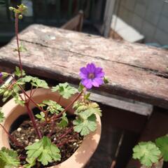 ゲラニウム”ビルウォーリス”宿根草 花❁⃘*.ﾟ庭  ガーデニングの画像