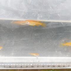 めだか　メダカ　紅帝ヒレ長　(コールダック有精卵をプレゼント）の画像