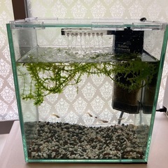 メダカ　セット