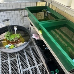 めだか掬い！の画像