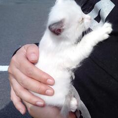 （お話中になります）白系さんと白茶さん　飼い主不在確認済
