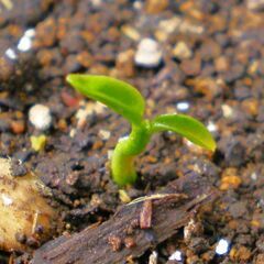 🌱 金冠 キンカン 苗 🌱 ②