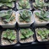 ランキングキーワードに紐づく投稿画像-多肉植物
