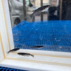 ★メダカ★エヴァ 両目アースアイの画像