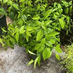 　果樹　柑橘　鉢ごと　
