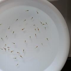 日本オランダ獅子頭の稚魚　金魚　青子