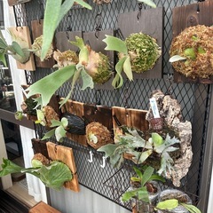 観葉植物多品種あります