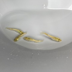 ★メダカ★黄金ラメの画像