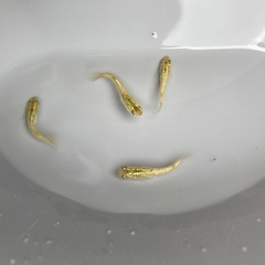 ★メダカ★黄金ラメの画像