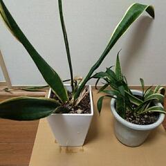 観葉植物