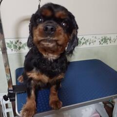 【繁殖引退犬】キャバリア男の子