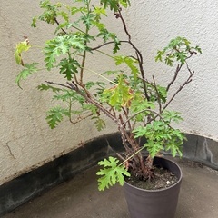 ゼラニウム鉢植え