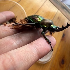 ニジイロクワガタの画像