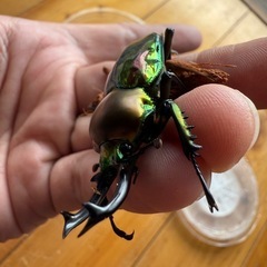 ニジイロクワガタ