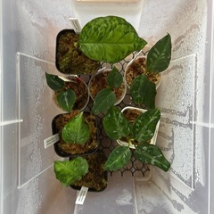 アグラオネマ ピクタム　熱帯植物
　