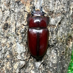 （成虫ペア）オキナワノコギリクワガタ①の画像