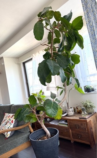 大型観葉植物 200cm 曲がり　フィカス