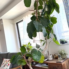 大型観葉植物 200cm 曲がり　フィカス
