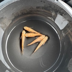 メダカ　ミラージュ　オス3メス2の画像