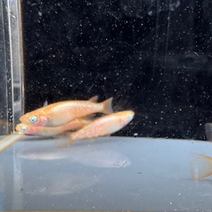 メダカ　ミラージュ　オス3メス2の画像