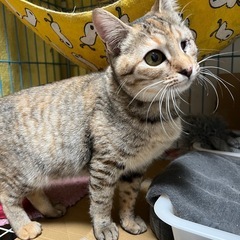 空猫✈️シリーズ❣️マンチカンMIX❣️手足みじみじ片目のふわふわ〜❣️お姫様👸 - 川崎市