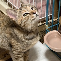 空猫✈️シリーズ❣️マンチカンMIX❣️手足みじみじ片目のふわふわ〜❣️お姫様👸 − 神奈川県