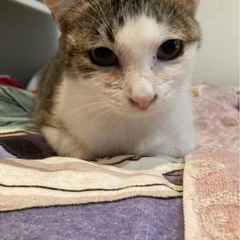 しとやか甘えたみーちゃん