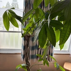 観葉植物　パキラ
