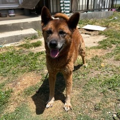里親募集　成犬