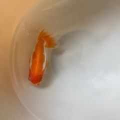 らんちゅう　ハネ