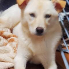 愛護センターから引き出した犬🐶里親募集🐶 - 和歌山市
