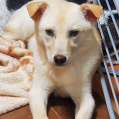 愛護センターから引き出した犬🐶里親募集🐶