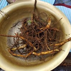 茗荷の根