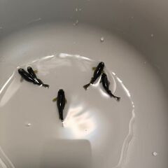 ✨元気いっぱい産卵中！✨越冬メダカ販売🐟 カイジ・みゆき・三色ラ...