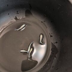 ✨元気いっぱい産卵中！✨越冬メダカ5匹販売🐟 カイジ・みゆき・三色ラメ・お得なミックスも！【船橋市】の画像
