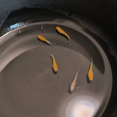 ✨元気いっぱい産卵中！✨越冬メダカ5匹販売🐟 カイジ・みゆき・三色ラメ・お得なミックスも！【船橋市】の画像