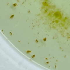 オオミジンコ メダカの餌用