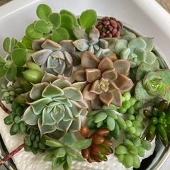多肉植物 カット苗　寄せ植えセット2