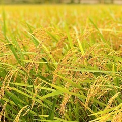 ひとり親限定！無料！お米プレゼント企画！玄米精米済み！▲寒河江市...