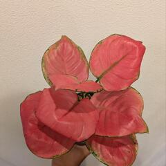 植物 アグラオネマ 抜き苗