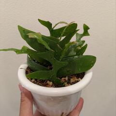 植物 エピフィラム クリソカルディウム 葉挿し