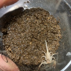 マレーキャンサースコーピオン　ベビー② サソリ　虫　生き物