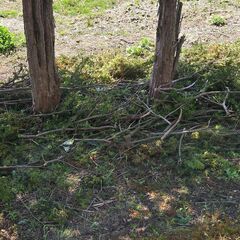 🌳木の枝🌳 差し上げます( .ˬ.)"🌷
