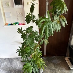 エバーフレッシュ　全長160cm 大型　観葉植物
