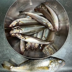 土日限定、ボートシロギス釣り(木更津)募集します。