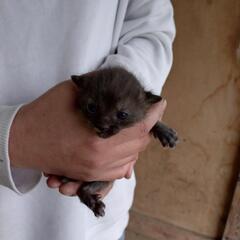 子猫①里親様募集